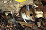Peromyscus-leucopus